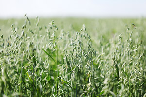 Superfoods – klamath i zielony owies Superfoods – klamath i zielony owies