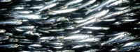 Kwasy - omega-3