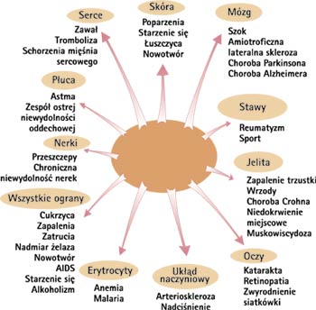 Wolne rodniki