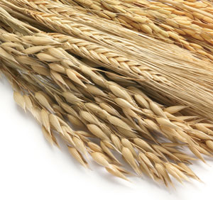 Dużo hałasu o gluten