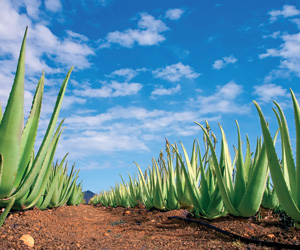 Aloes - Produkt naturalny, ceniony w kosmetologii i skuteczny w gojeniu ran